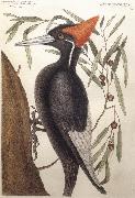 Catesby Mark Largest White Billed Woodpecker China oil painting reproduction